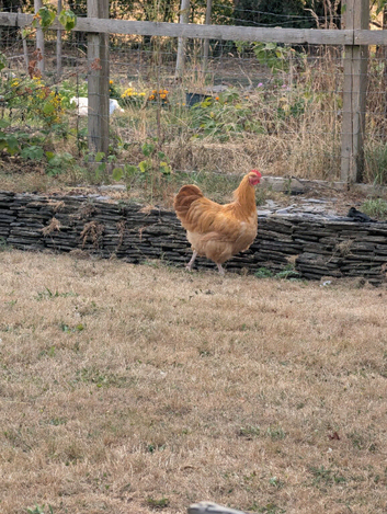 Free range Buff Orbington cockerel