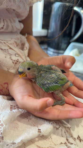Peach Faced LoveBird Chicks Hand Reared