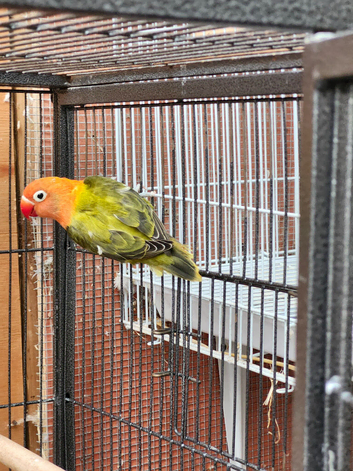 Green opaline lovebirds for sale