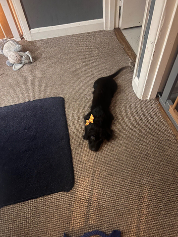 Milo dash hound cross toy poodle
