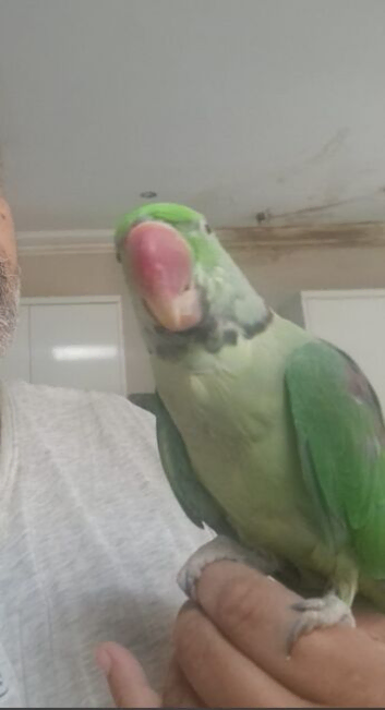 Alexandrine parrot (Bonded Pair)