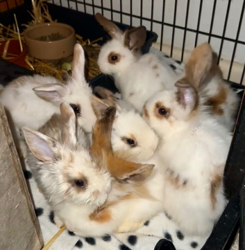 Beautiful lionhead babies ready to leave now