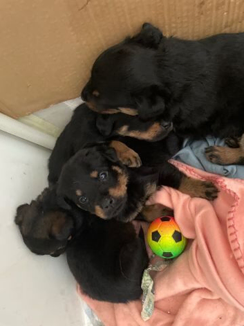 Rottweiler puppy&rsquo;s (ruskies)