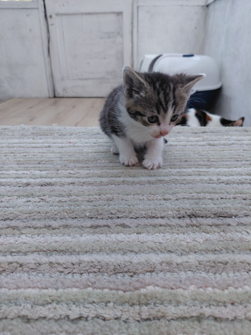 2 male tabby kittens