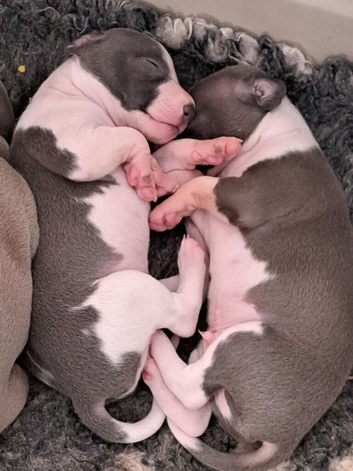 Outstanding Italian greyhound puppies kc registered