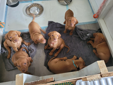 KC hungarian vizsla puppies for sale