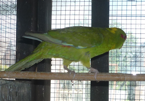 Baby kakarikis x 3 looking for new homes