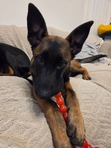 Working-Line Belgian Malinois Puppy. Experienced Home Required