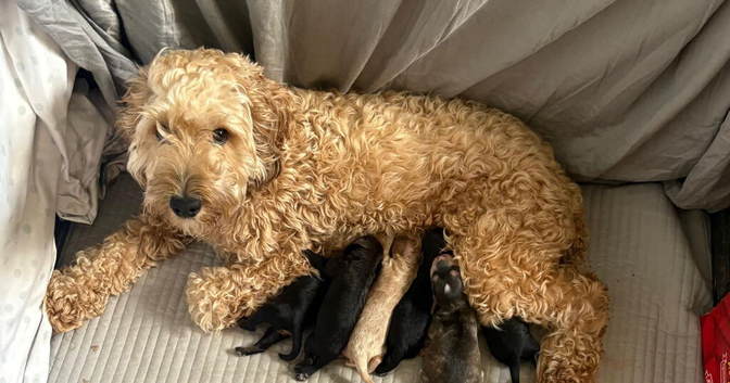 Cocka poo puppies