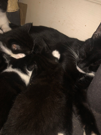 Tuxedo Kittens