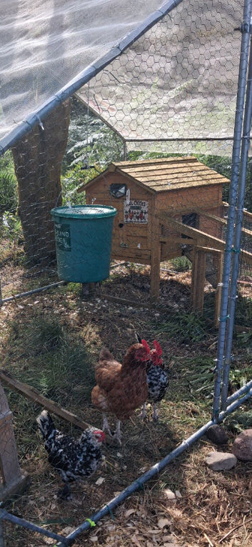 bantam hatching eggs