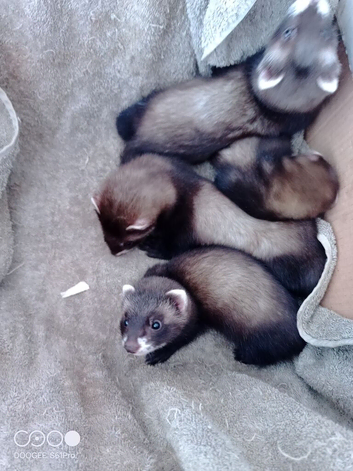 Half micro ferrets kits