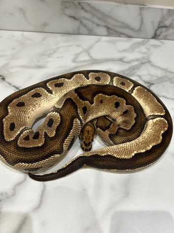 Orange Dream Clown