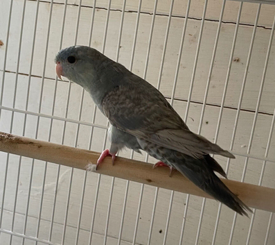 Greywing Lineolated parakeet for sale