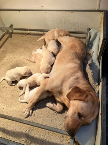 Stunning litter of KC reg yellow Labrador puppies