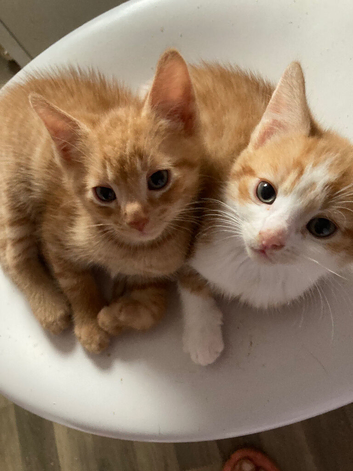 Gorgeous ginger kittens