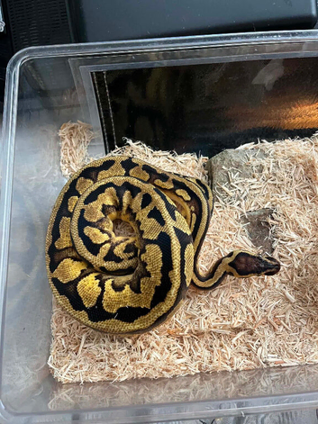Banana pastel