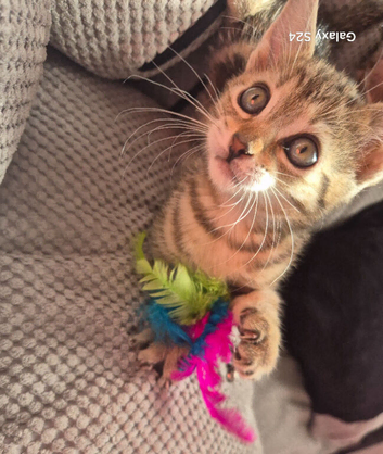 Adorable Tabby female Looking for Loving Home