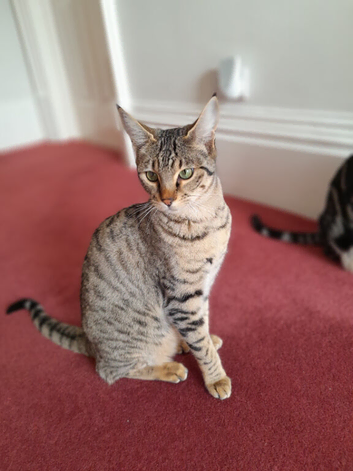 Full Pedigree TICA Registered Savannah Girl Cat Reduced in Price