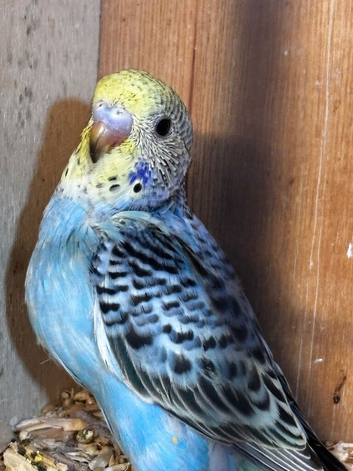 Budgies for sale