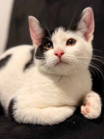 A female kitten is looking for a home.