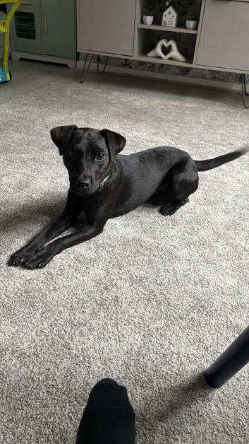 Male Patterdale Age 1
