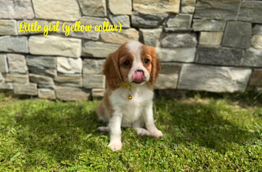 Beautiful health tested cavalier King Charles