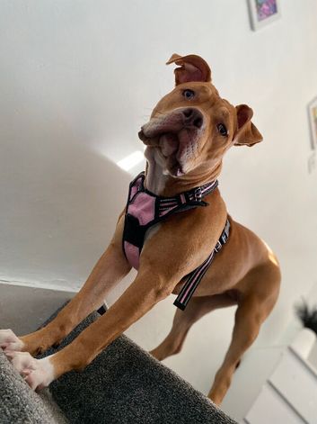 7 month old American Bulldog