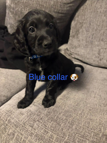 Cockapoo Fb1 black and white- blue roan