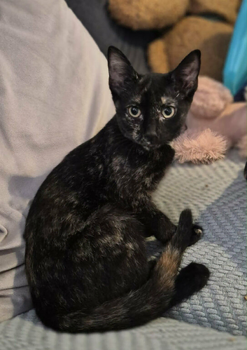 Siamese mix