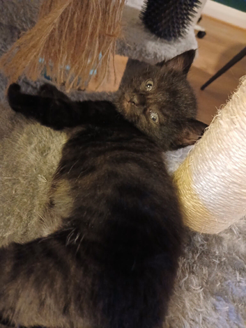 1 kitten available