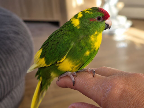 Kakariki