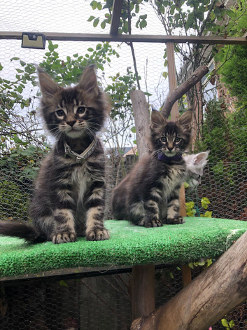Mainecoon kittens ready now