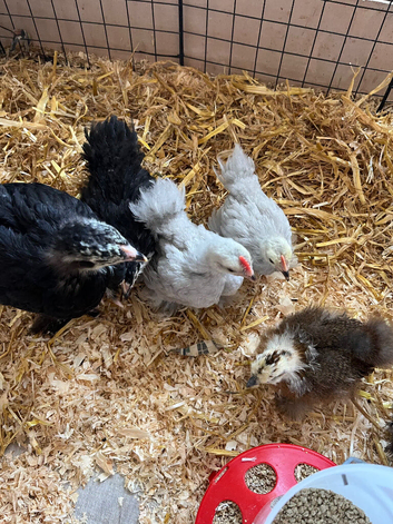 Perkin bantam chicks