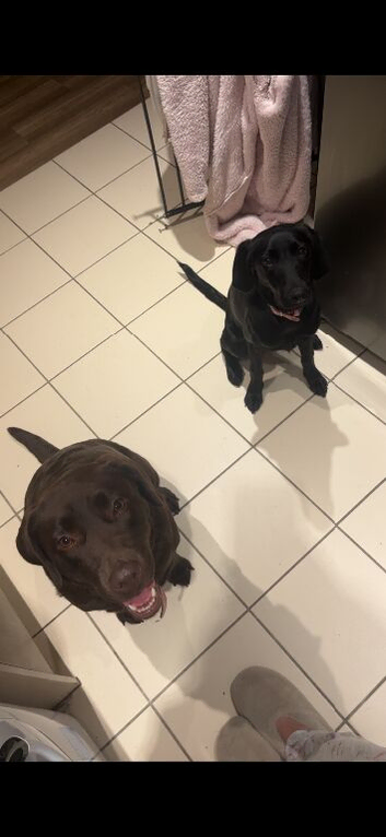 8 month old black labrador