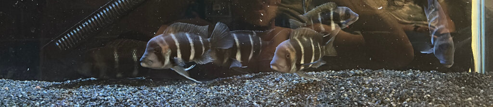 Frontosa colony