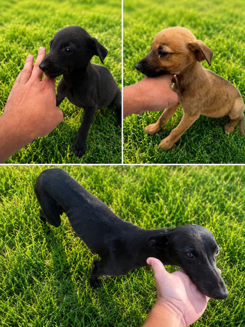 BEAUTIFUL WHIPPET PUPS