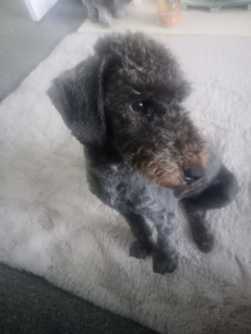 Bedlington terrier
