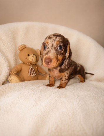 Miniature dachshund