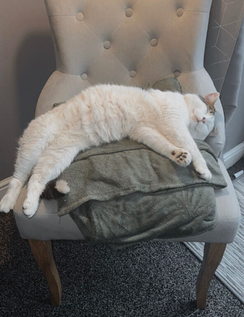 Male cat