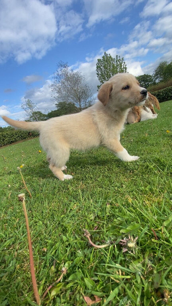 Golden retrieverxhusky