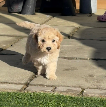 Cavapoo