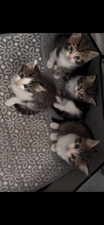 4 kittens for sale (2 left 1 boy 1 girl)