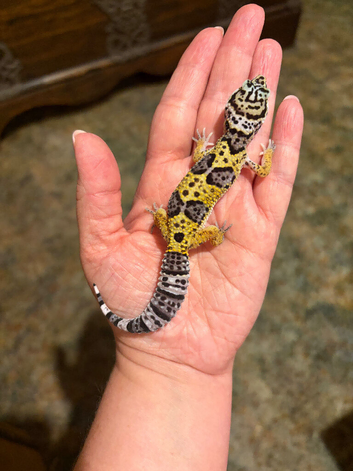 Leopard gecko babies