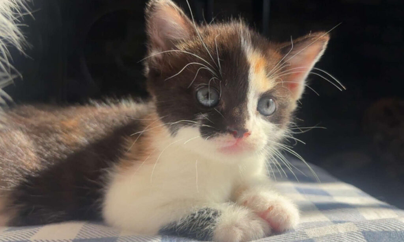 2 female kittens