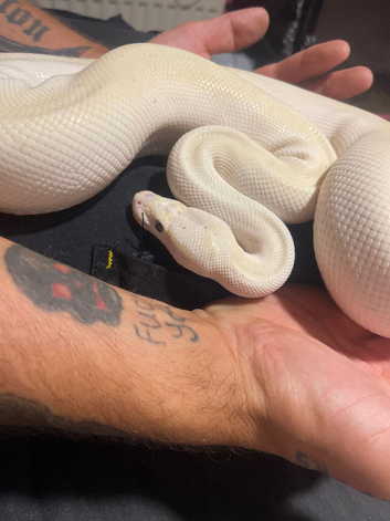 Blue eyed Lucy royal python