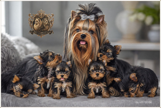 * READY NOW* MINIATURE YORKSHIRE TERRIERS KC DNA TESTED PARENTS