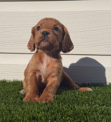 3 left Gorgeous cocker spaniel pups