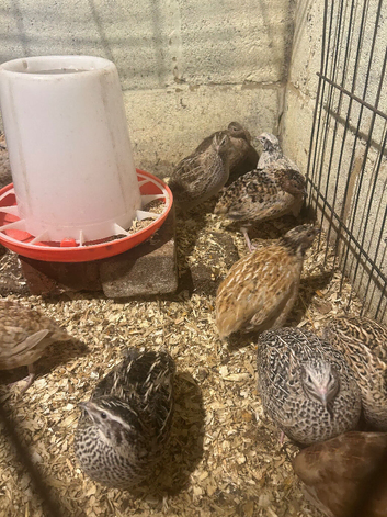 Pol quail hens