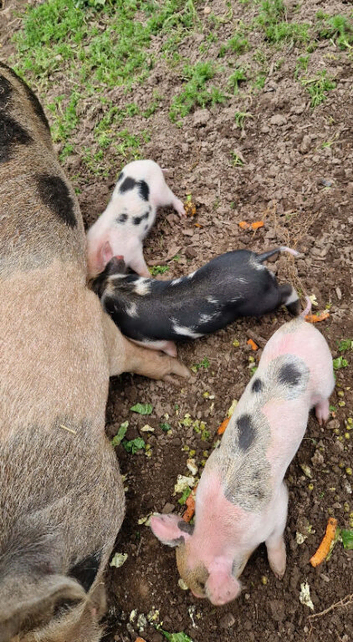 Piglets, juliana piglets, mini pigs, micropigs